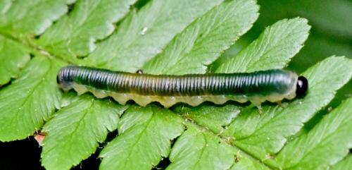 Strongylogaster mixta